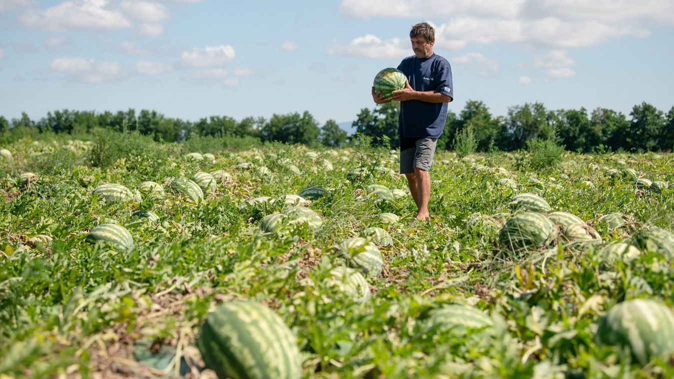 Nyár, dinnye, szeletem – dinnyefogyasztás-ösztönző kampány indult
