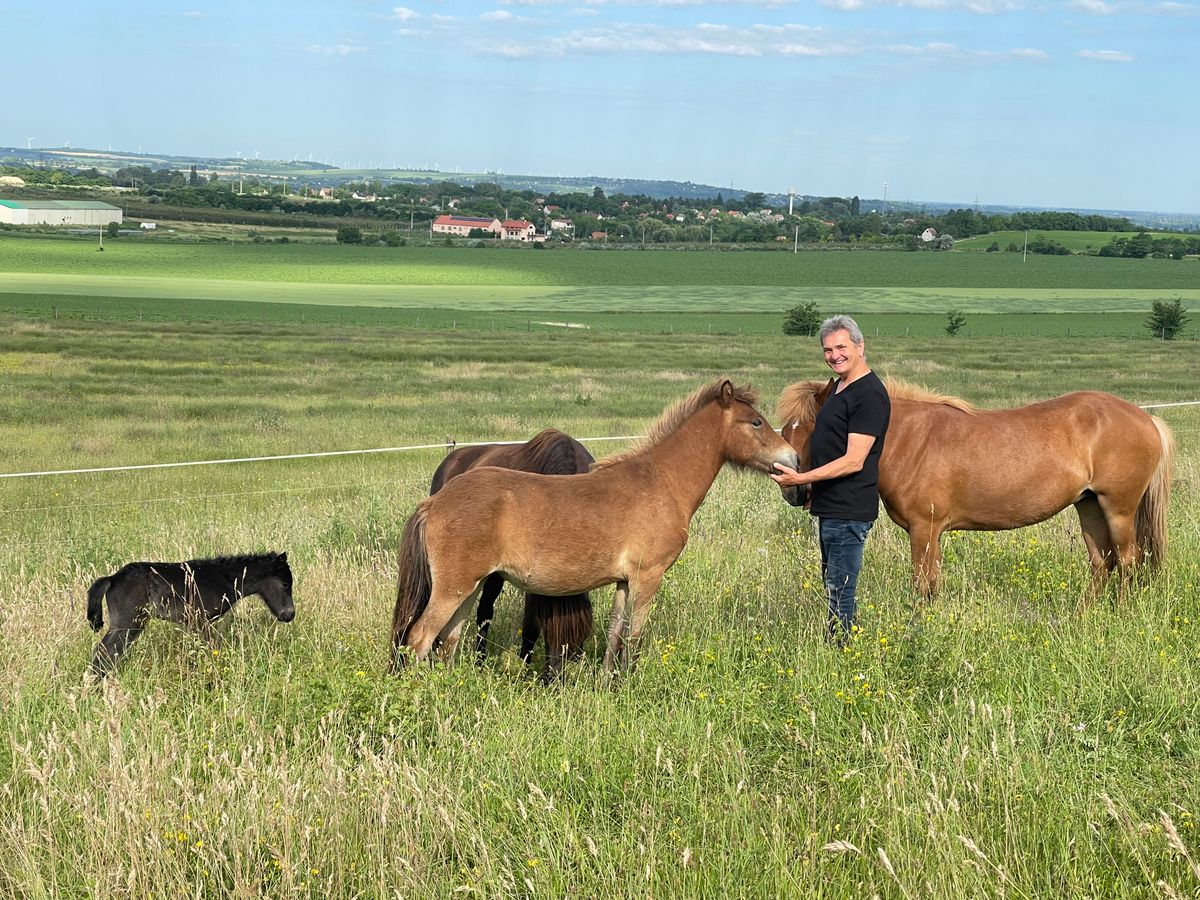 Straubinger Zoltán, az egyesület elnöke a legelőn, néhány Tatén nevelkedő izlandi ló társaságában