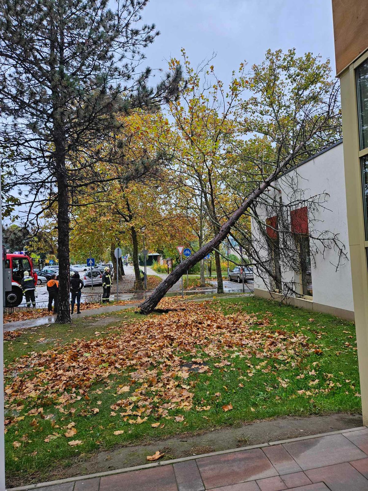 A megyei könyvtár épületére dőlt a viharban egy fa