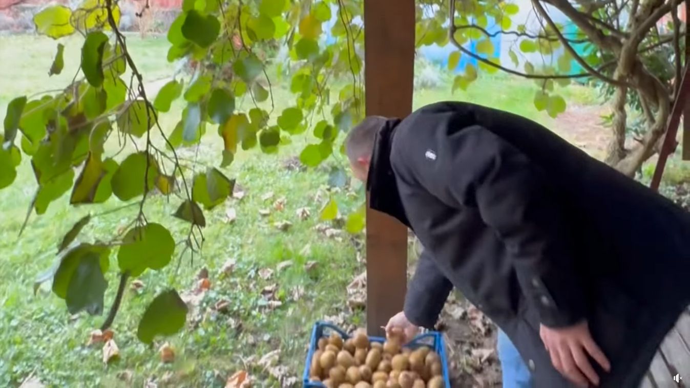 Megérett a híres esztergomi kiwi, a polgármester neki is látott a szüretnek +videó