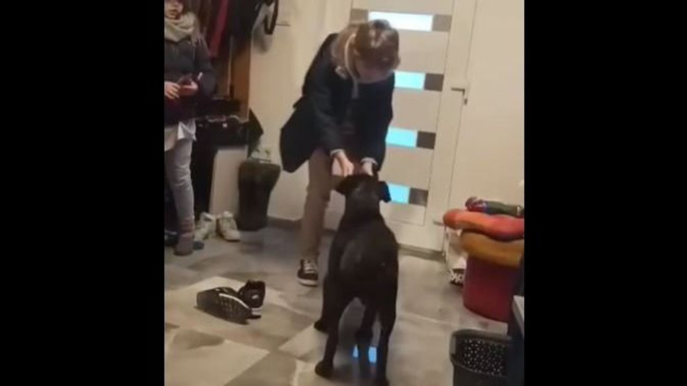 Két és fél év után találták meg a család kedvencét, Zeuszt: videón a megható pillanat