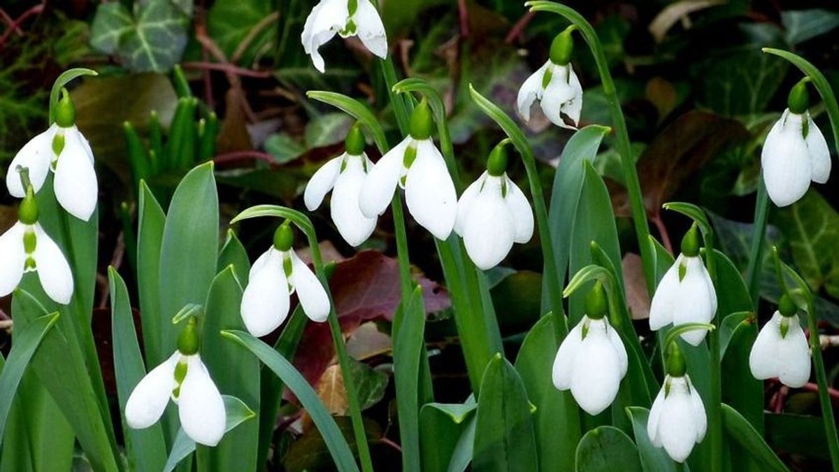 Időjárás: nem csak a hóvirágok jelzik a tavaszt Komárom-Esztergomban
