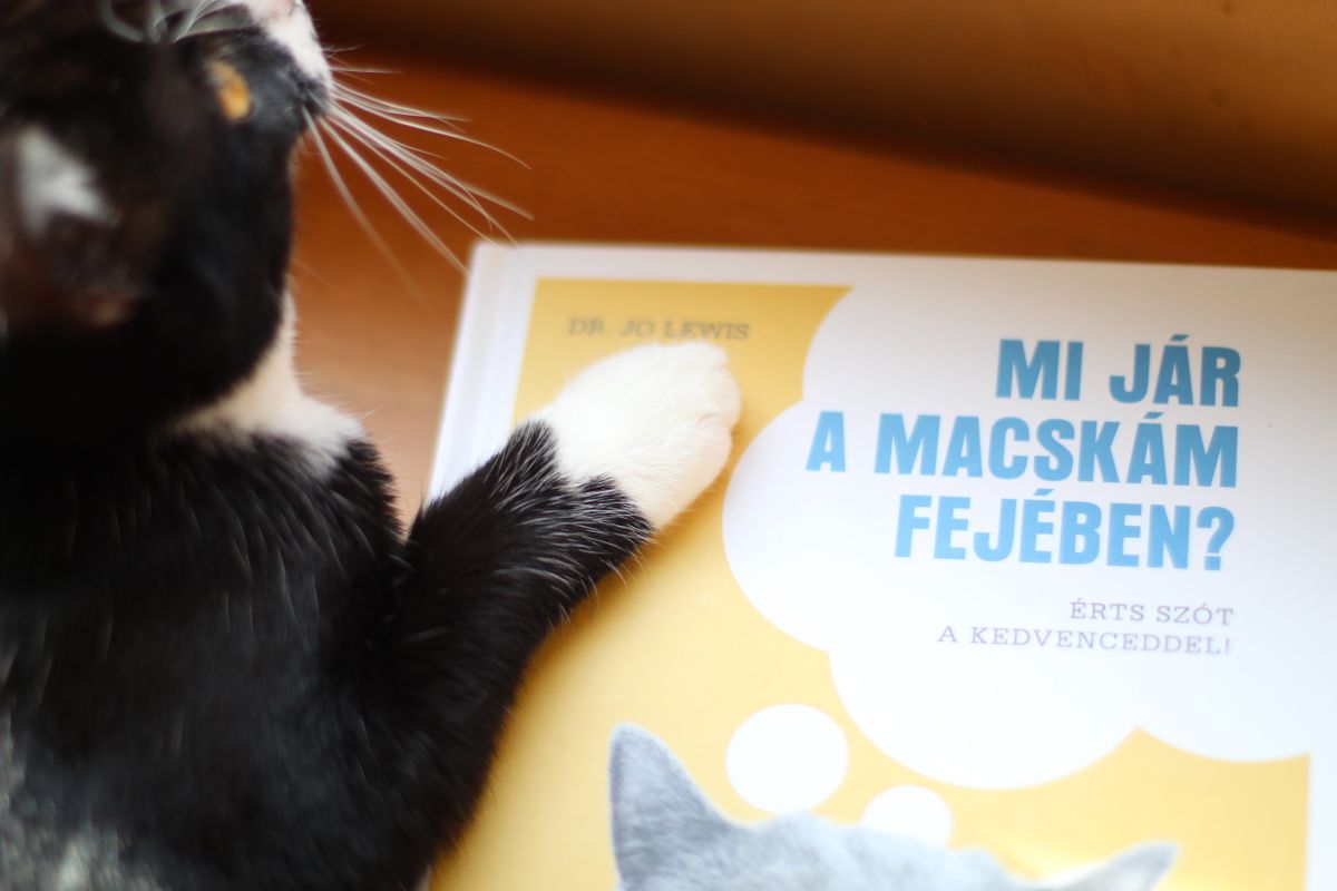 Macskatartók életét könnyíti meg a könyv