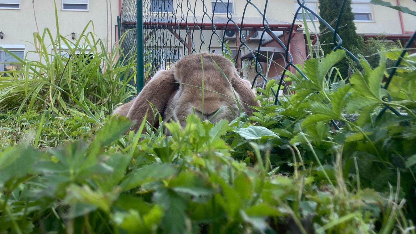 Tavaszias időjárás: már a húsvéti nyuszik is kidugták fejüket a homokból