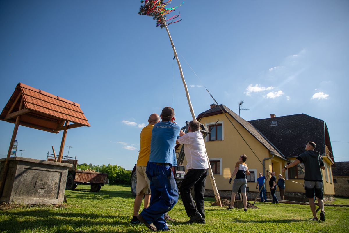 Közös erővel díszeleg Rédén idén is a májusfa