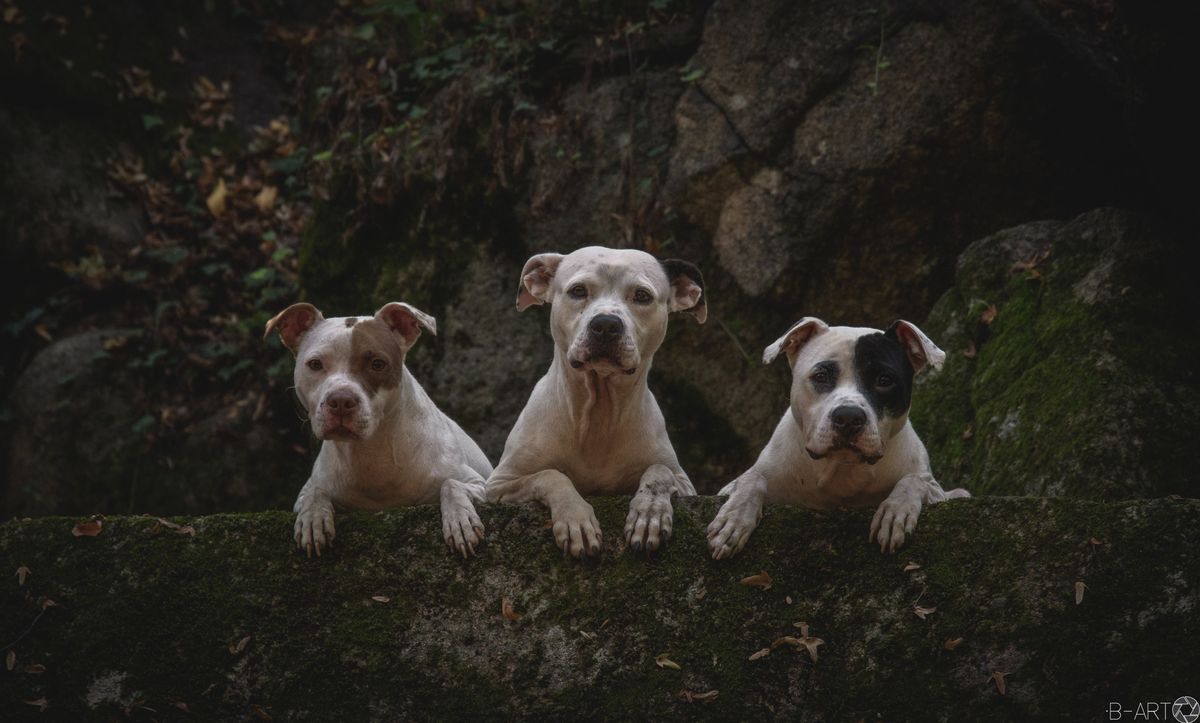 Ha sportos életmódot élsz tökéletes választás az Amerikai pitbull terrier. A képen: Sunny (balra), Zira, Ego)
