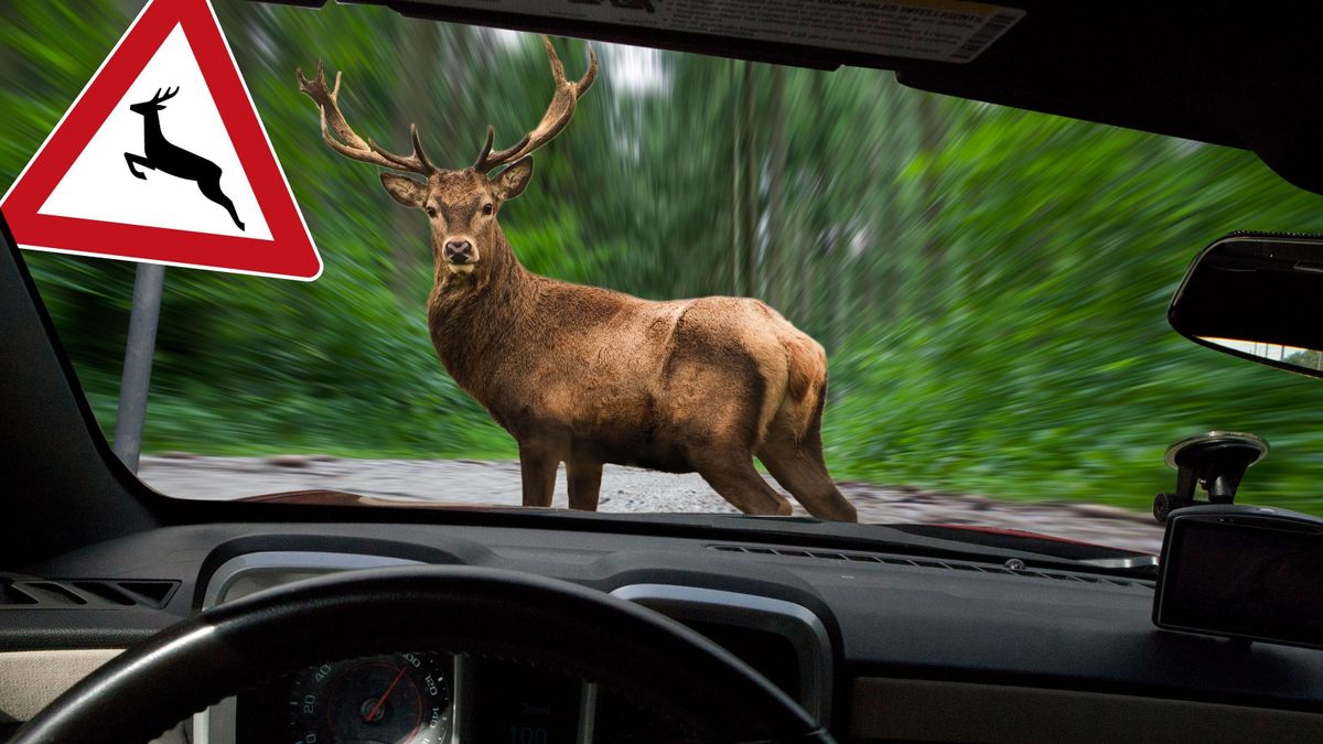 Kevés esélye van a járművezetőknek az utakra tévedő vadakkal szemben. Ha féktávolságon belül keresztezik az állatok a kocsik útját, akkor szinte biztos, hogy még a legéberebb sofőrök sem tudják elkerülni a vadgázolást.
