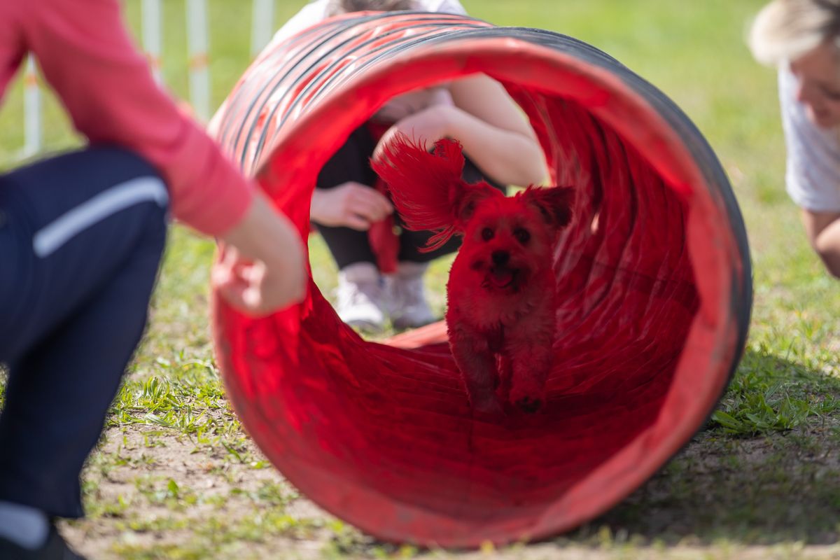 Együtt sportolhattak kutyák és gazdáik Tatán. Az agility pályán mindenki oktató segítségével tehette próbára magát és kutyáját. 