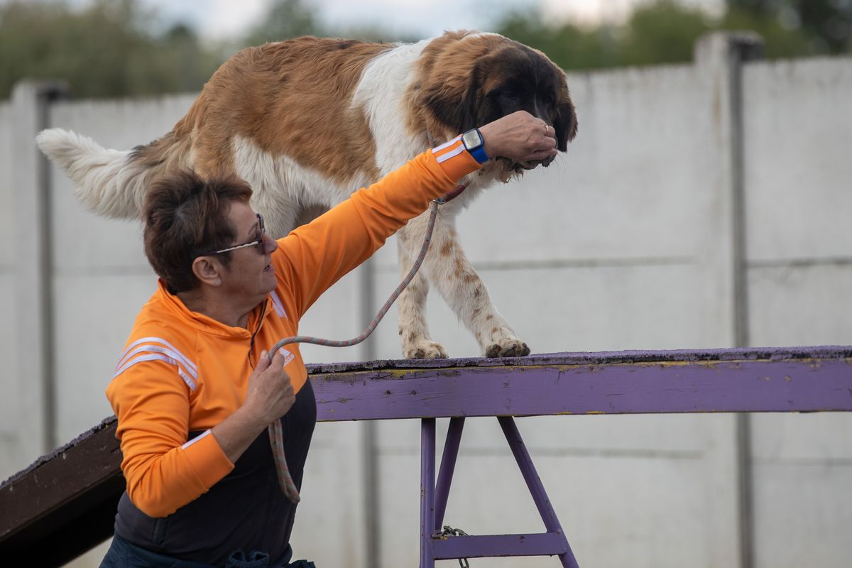 Együtt sportolhattak kutyák és gazdáik Tatán. Az agility pályán mindenki oktató segítségével tehette próbára magát és kutyáját. 
