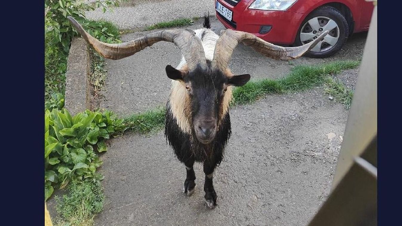Kóbor kecskét keresett a rendőrség