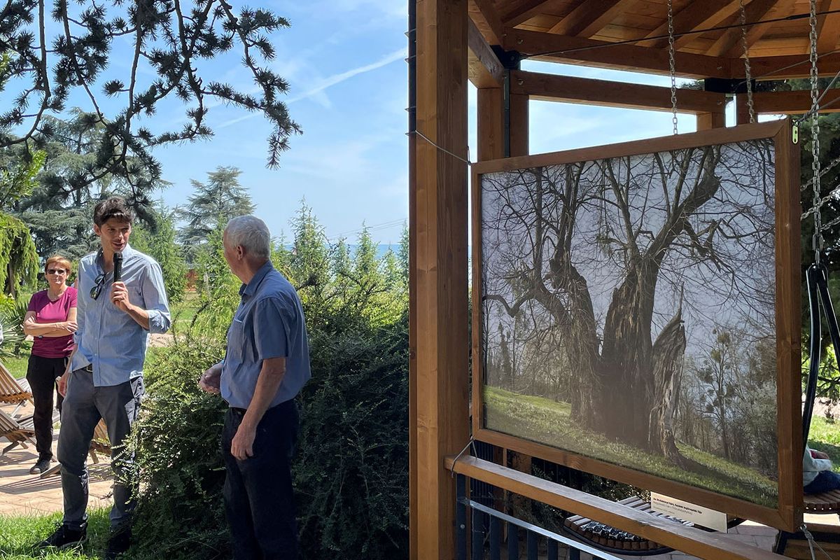 Különleges fák fotótárlatát nyitották meg a Folly Arborétumban