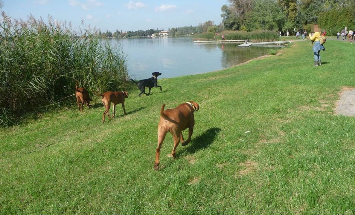 Megújul a sétány, mesepark létesül, új büfésor és parkoló is a tervek között szerepel. Ráadásul a kutyatartó tataiak nagy álma is megvalósulhat: kutyafuttatót alakíthatnak ki a városban.