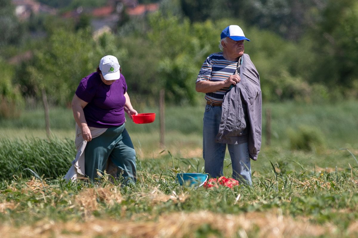 Eperszezon Vértesszőlősön