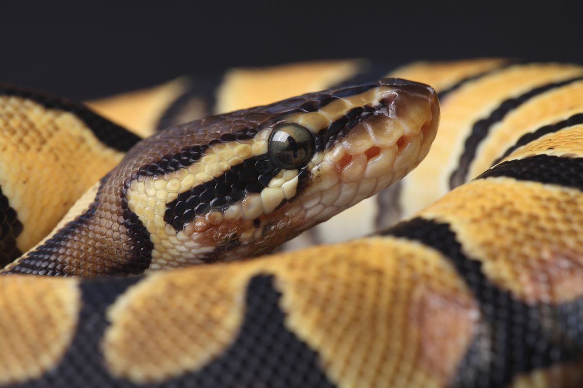 A,Close-up,Of,A,Ball,Python kígyó piton