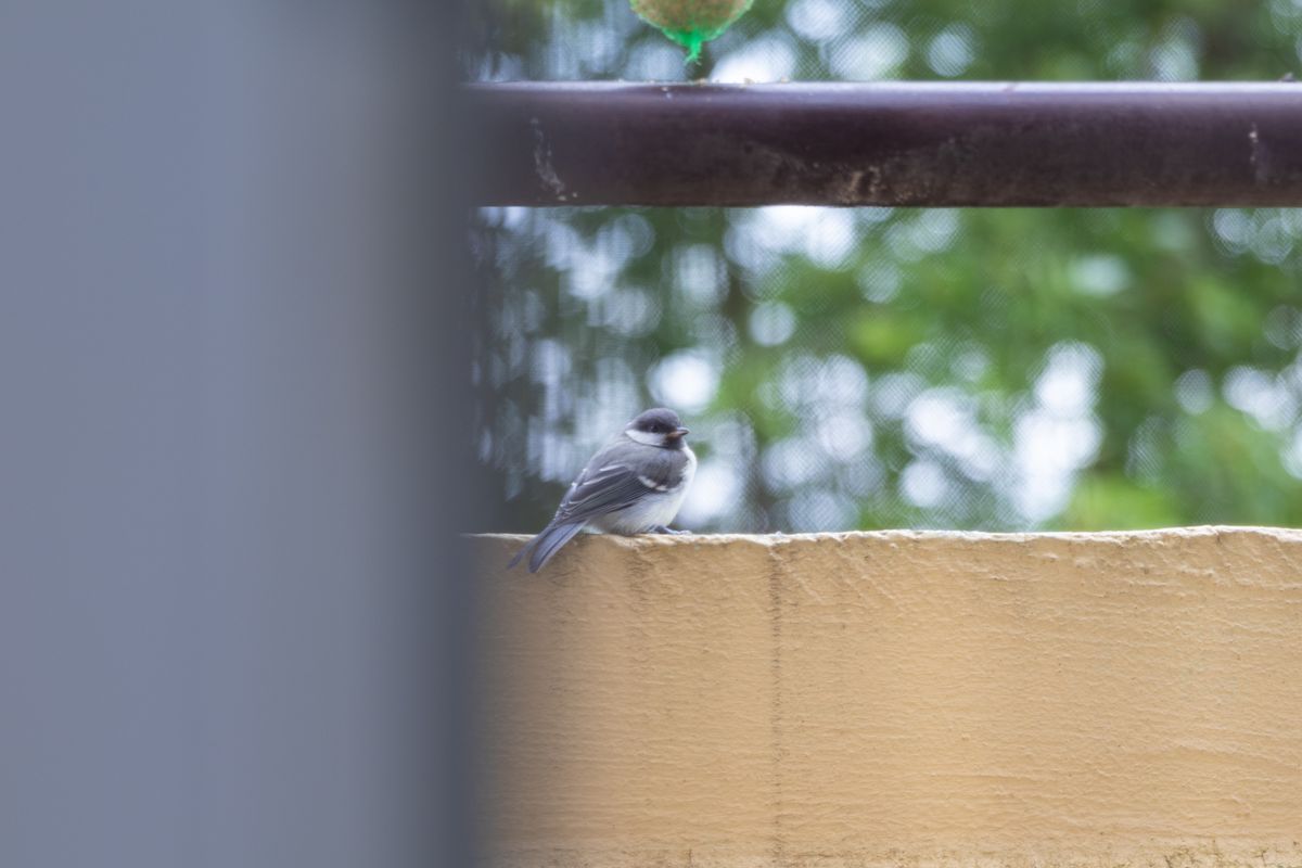 Az ácsi óvodások madárbarát kertben játszhatnak