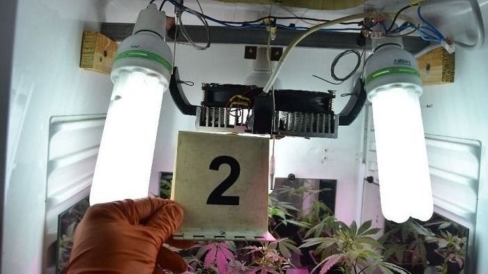 További három hónapra maradhat letartóztatásban a drogtermesztő kiskertész