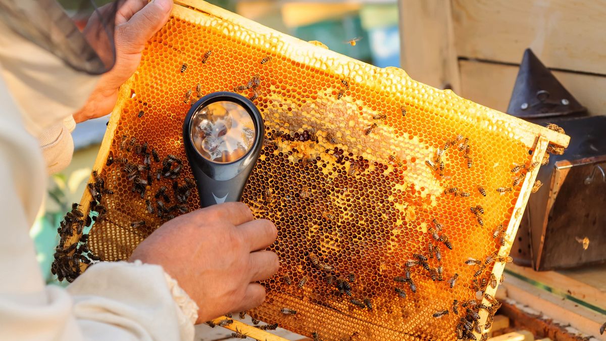 Beekeeper,Consider,Bees,In,Honeycombs,With,A,Magnifying,Glass, bee, méh, méhek, méhecske