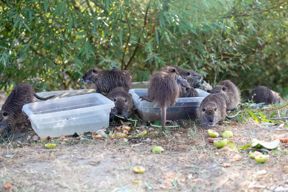 A természetvédők nem örülnek neki, de a tataiak számára igazi kis kedvencek lettek a város közepén élő nutria család. A Kemma.hu fotósa most közelről lencsevégre kapta a nutria kölykök játékát. 