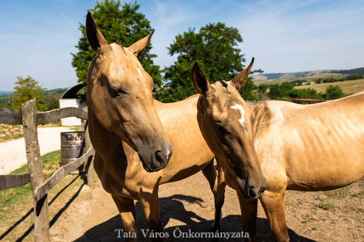 Az akhal-teke lovak bábolnai Európa-bajnokságán az Agostyánban élő dr. Kocs Mihály két lova is bajnok lett. Az állatorvos annak idején világhírű dobermannokat is tenyésztett, most a magyar népmesék aranyszőrű lovaival szerez hírnevet magának. 