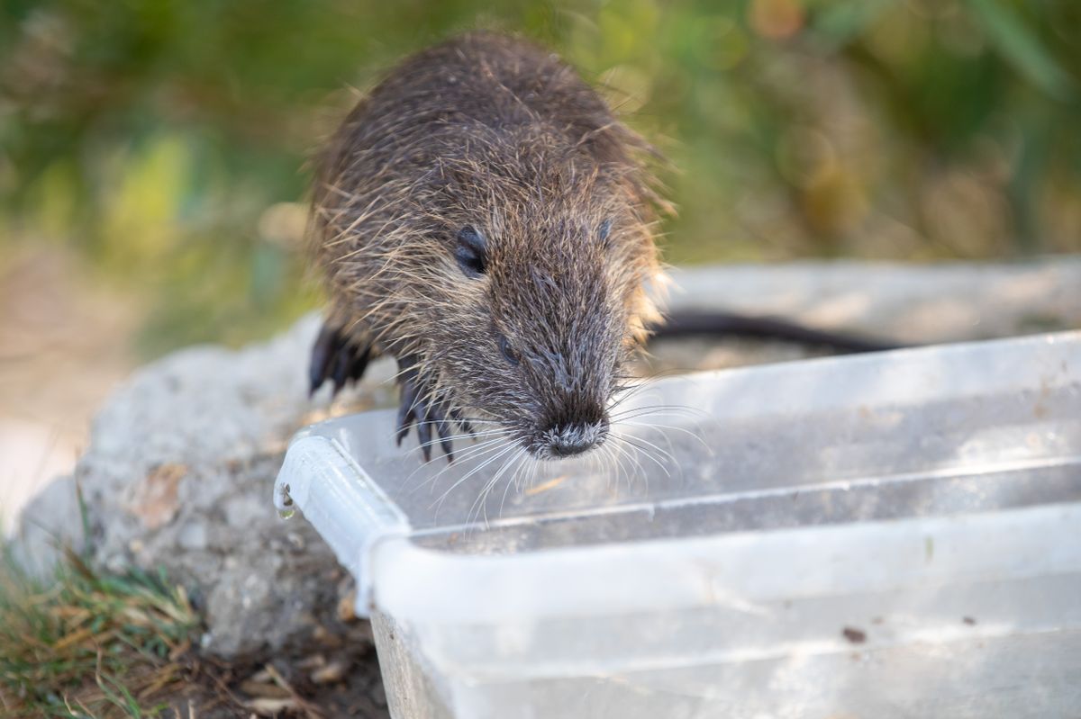 A természetvédők nem örülnek neki, de a tataiak számára igazi kis kedvencek lettek a város közepén élő nutria család. A Kemma.hu fotósa most közelről lencsevégre kapta a nutria kölykök játékát. 