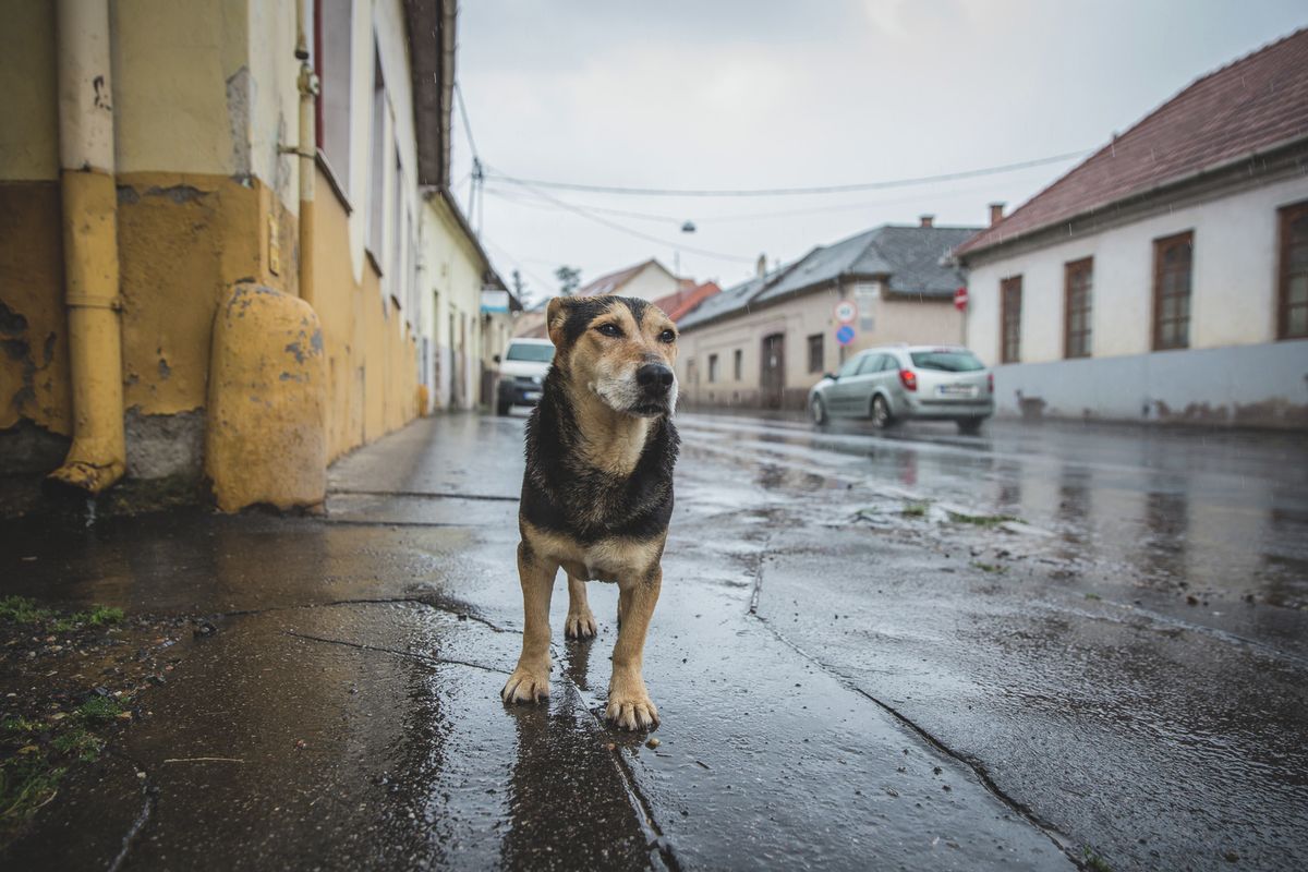 A kutyák megtalálják a réseket a kerítésen és kiszökhetnek az utcára. Az ebregiszter segítséget jelenthet ilyen esetekben
