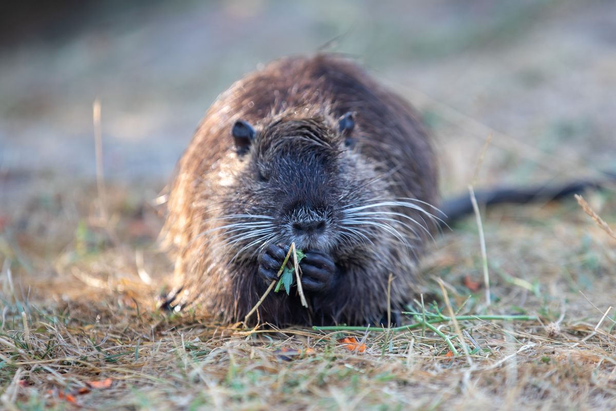 A természetvédők nem örülnek neki, de a tataiak számára igazi kis kedvencek lettek a város közepén élő nutria család. A Kemma.hu fotósa most közelről lencsevégre kapta a nutria kölykök játékát. 