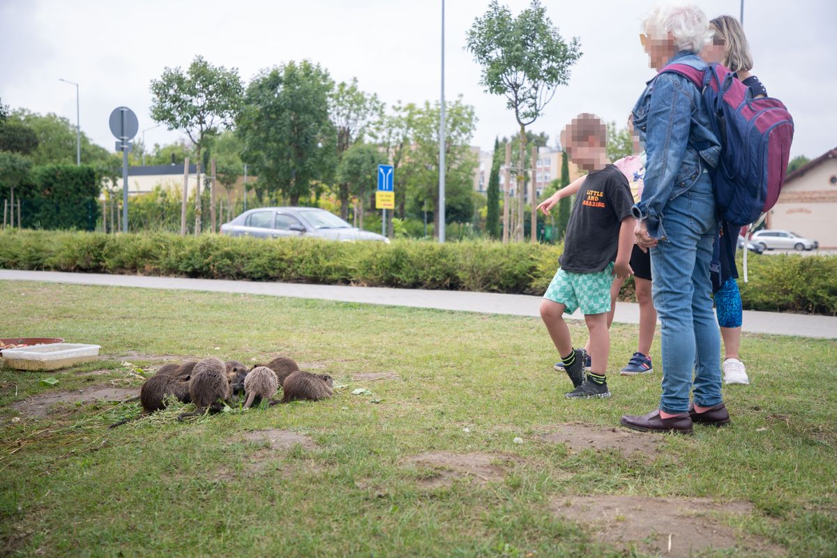 veszélyes veszettség nutria