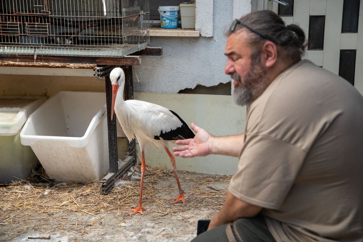 birdmania gólya