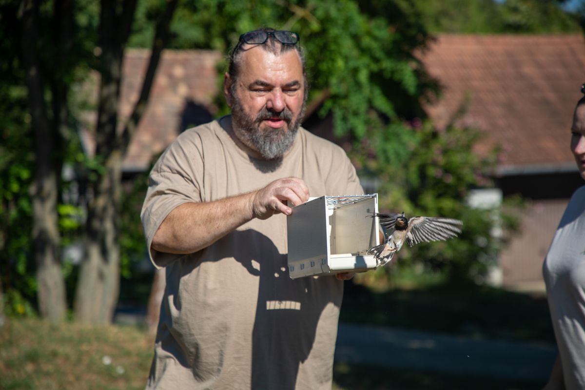  Több száz madár lel menedékre minden évben Dömösön. A Birdmania mentőközpont volt az első az országban, ami megkapta a természetvédelmi mentőhely engedélyt. Az állatvédők több, mint harminc éve gondozzák a bajba jutott állatokat. 