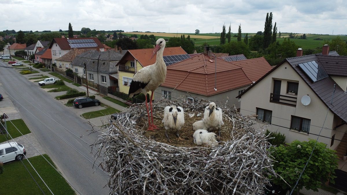 Idén is gyűrű került a legtöbb gólya fiókára Komárom-Esztergomban. A madárvédők szerint idén sok kis gólya repülhetett ki a fészekből. 