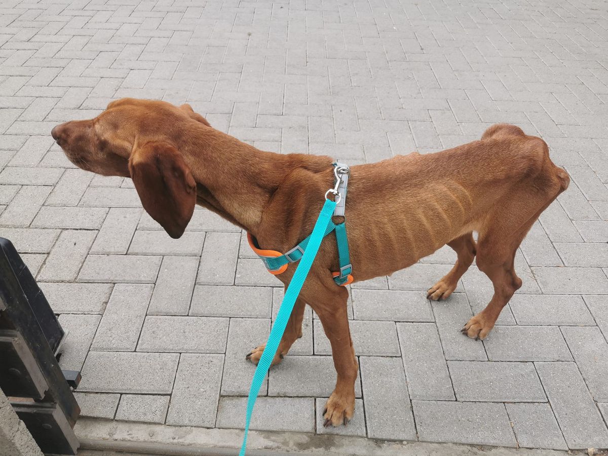 A csontsovány vizsla állatorvosnál járt