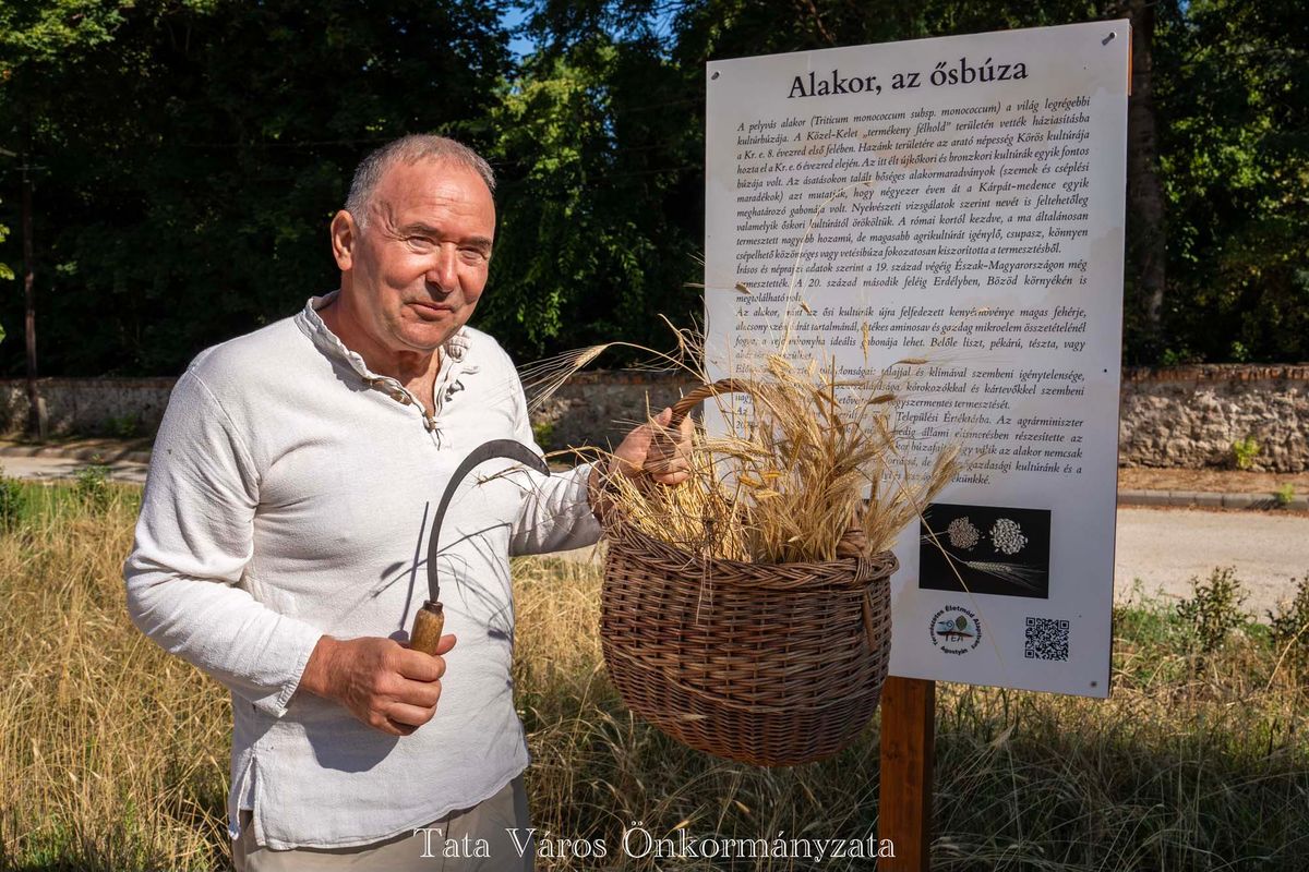 Ősbúzából készülhet az ünnepi kenyér Tatán. A Malomkertben tavaly októberben vetették el, idén augusztusban már ünnepélyesen le is aratták az alakorbúzát.