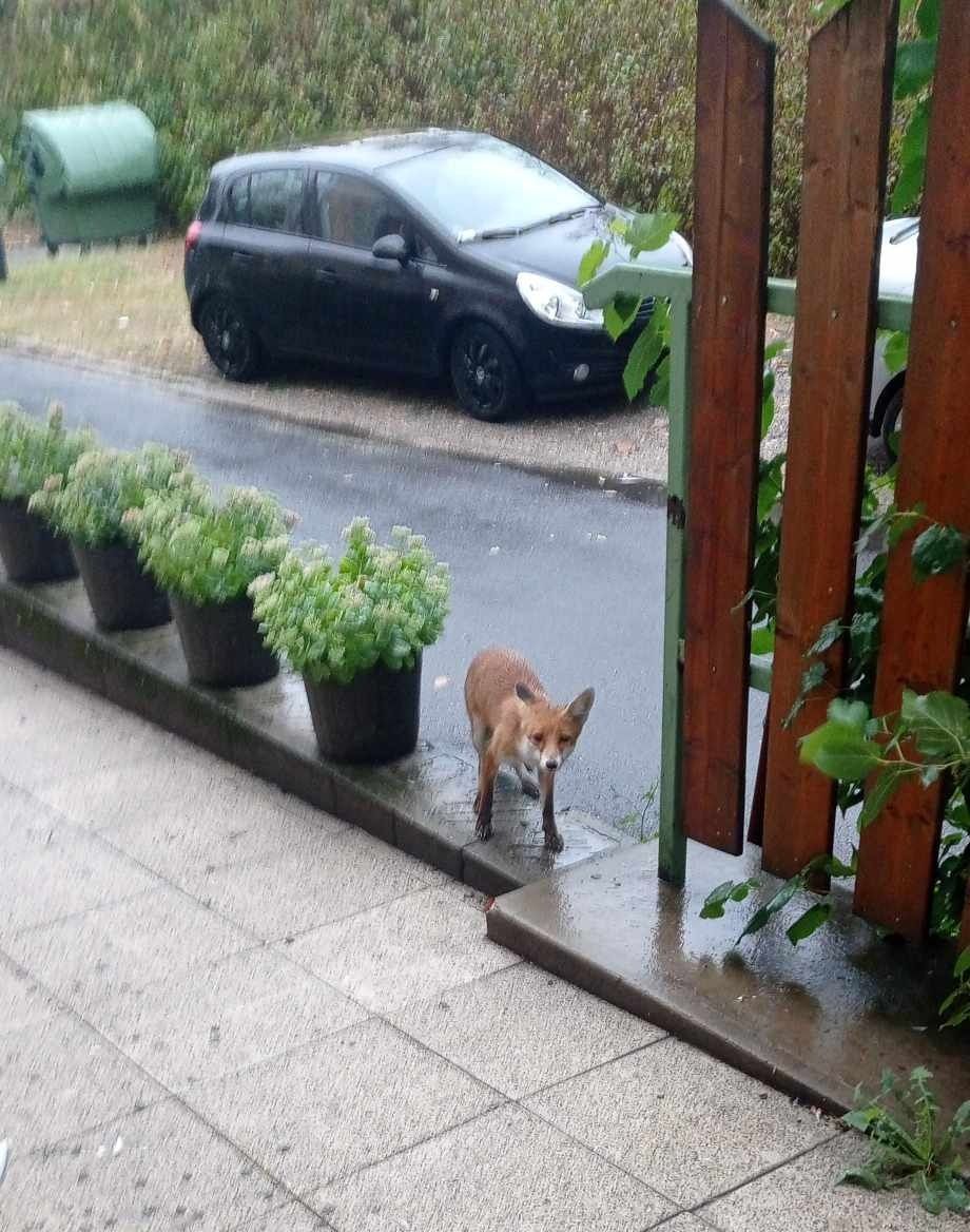 Újra feltűnt a róka Tatán, a Bacsó Béla Lakótelepen. A ravaszdit már többször is látták a környéken, most azonban fényes nappal az óvodáig merészkedett. 