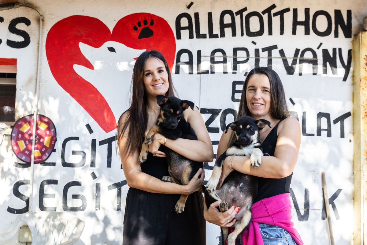 Hatalmas bulival ünnepli 20. születésnapját a Tappancs Állatotthon. A jótékonysági rendezvényen ingyenes programokkal és sztárfellépőkkel várják a látogatókat. A bevétel teljes összegét a Tappancs alapítványa kapja. 