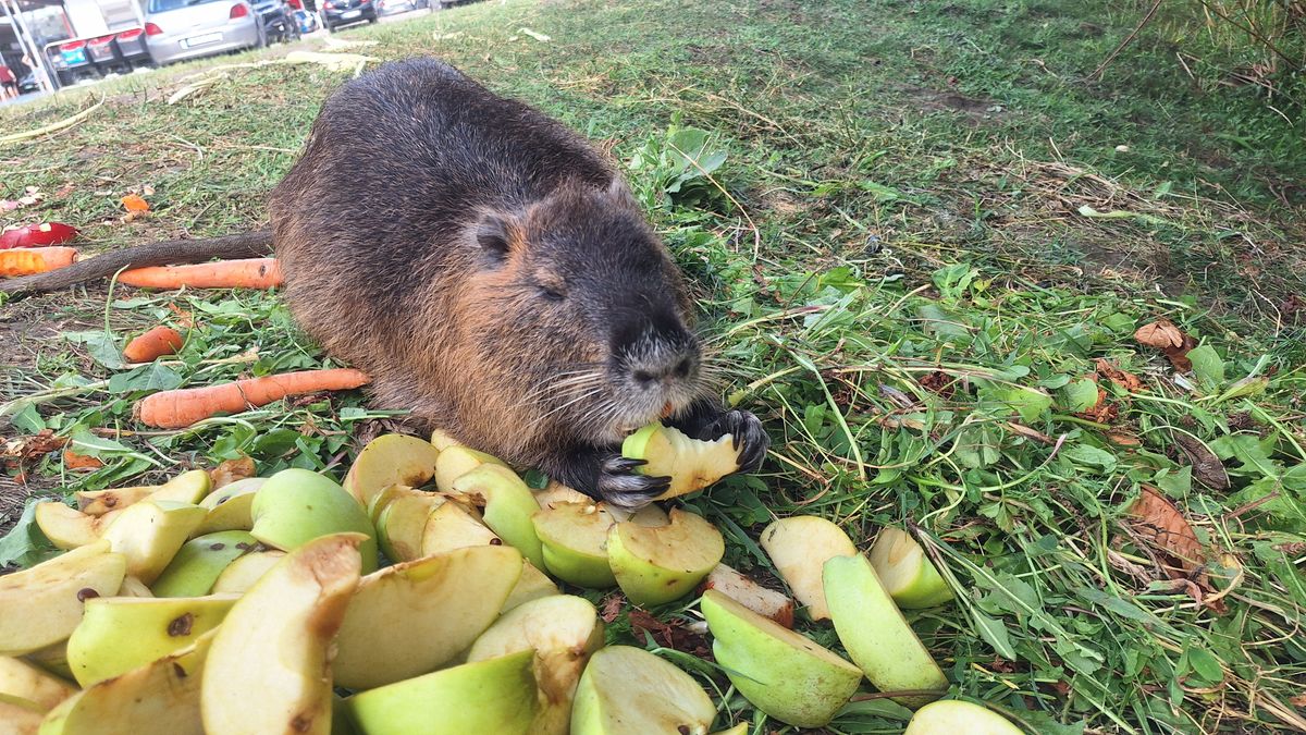 Egy figyelmeztető tábla került ki péntek reggelre a tatai intersparhoz. A tűzivíztározóban élő nutria család ugyanis nem csak nagyon cuki, de nagyon veszélyes is. Ráadásul nem várt hozománya van annak, hogy a helyiek etetik őket. 