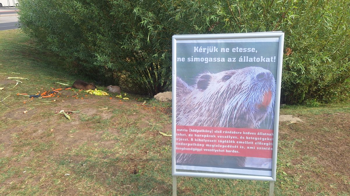 Pár nap után eltűnt a tábla a tatai Interspar mellől, amiben arra kérték a vásárlókat, hogy ne etessék a tűzíviztározóban élő vadállatokat. A szakértők szerint ugyanis a nutria családnak ártanak, azok akik etetik őket. 