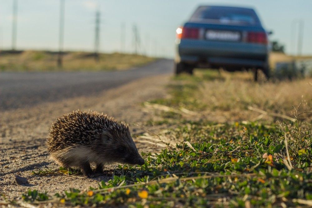 Mi tegyünk ha ha kisállattal találkozunk az utakon