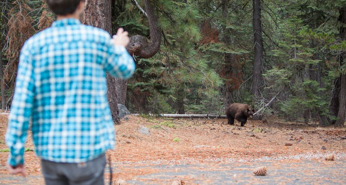 27-years-old man, tourist,  filming the young wild black american bear in the forest in Yosemite National Park, medve, találkozás