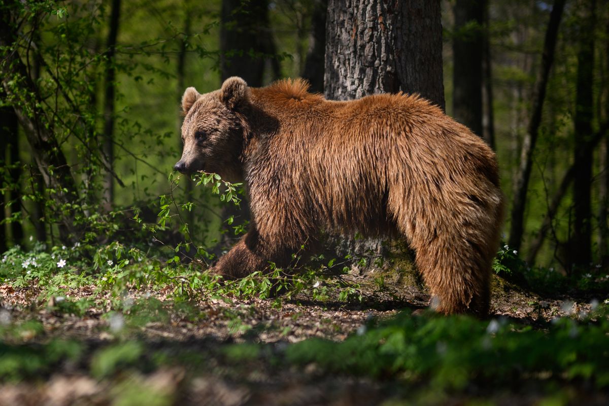 Wildlife Sanctuary Near Lviv Cares For Bears Evacuated From Kyiv Amid War, medve, medveészlelés,