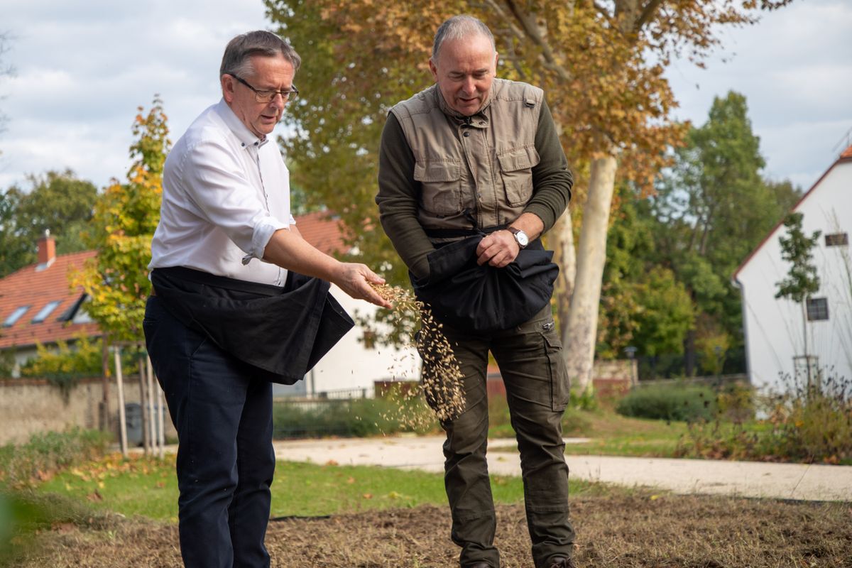 Immár második alkalommal vetették el az ősbúzát, vagyis az alakor búzát Tatán. Michl József polgármester idén is a Malomkertben szórta el a magokat. 