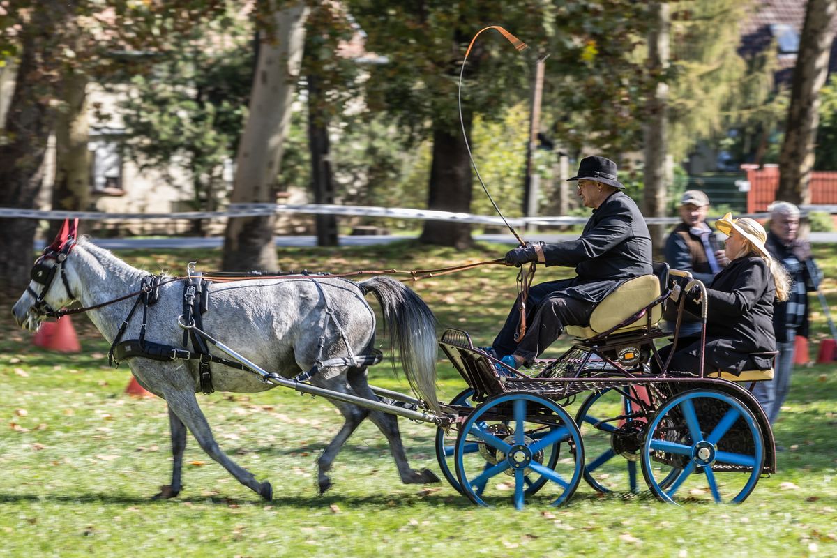 Hihetetlen ügyességgel vették az akadályokat a versenyzők a fogathajtón