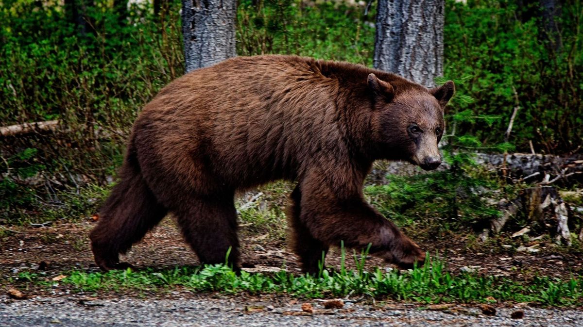 Brown,Bear,In,Waterton,National,Park,,Alberta,Canada, medve