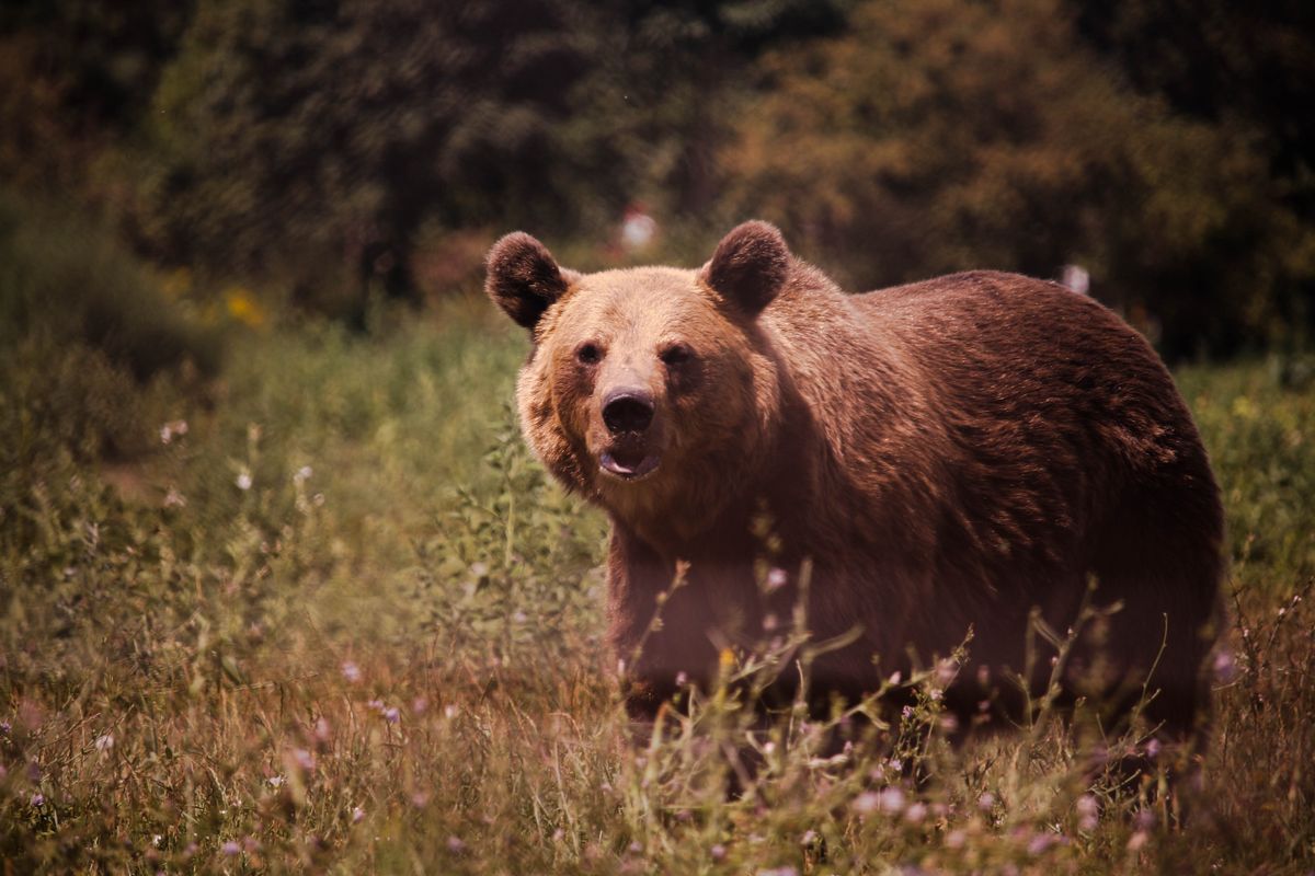 Bear,,Brown,Bear,,Nature.,Photography,,Hungary, medve, barna medve,