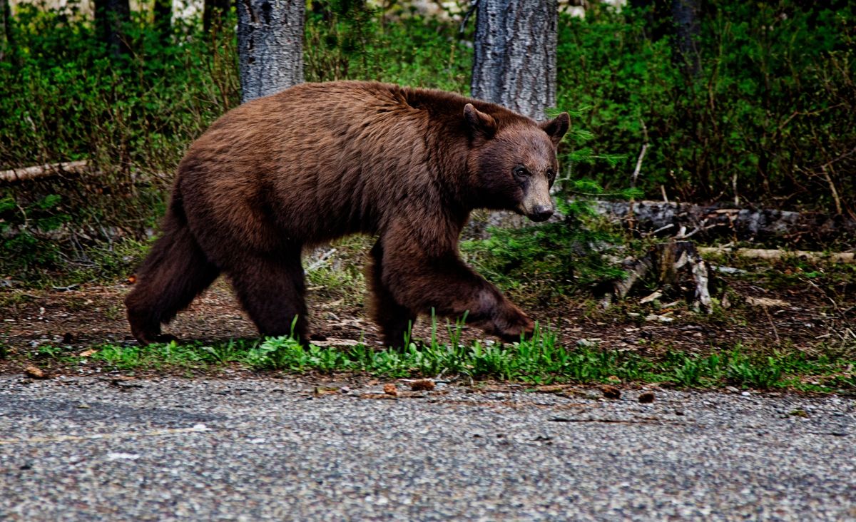 Brown,Bear,In,Waterton,National,Park,,Alberta,Canada, medve