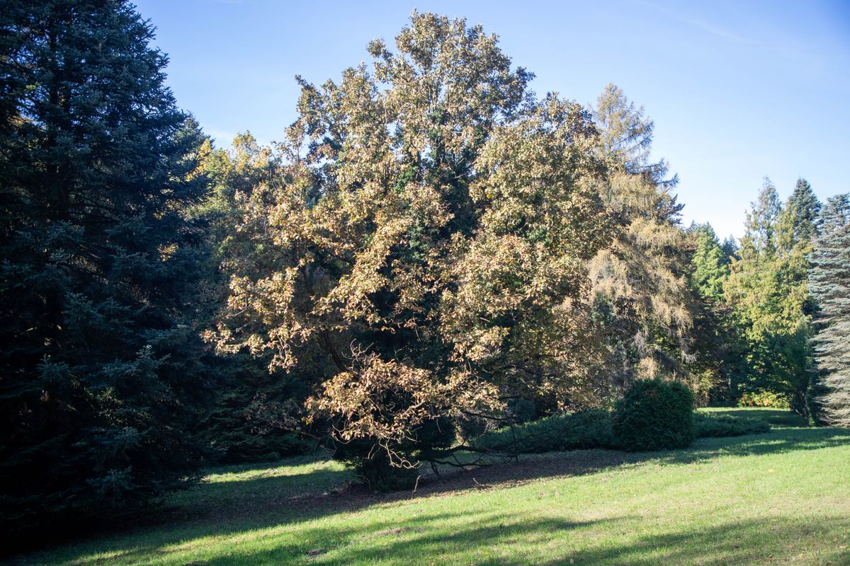 Őszi pompában az Agostyáni Arborétum