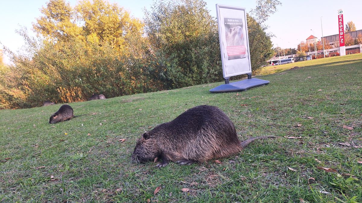 A tatai üzletközpont mellett lakó nagytestű rágcsálók mégse költöztek odébb. Az elmúlt napokban újra feltűnt a tűzivíztározónál a nutria család. 