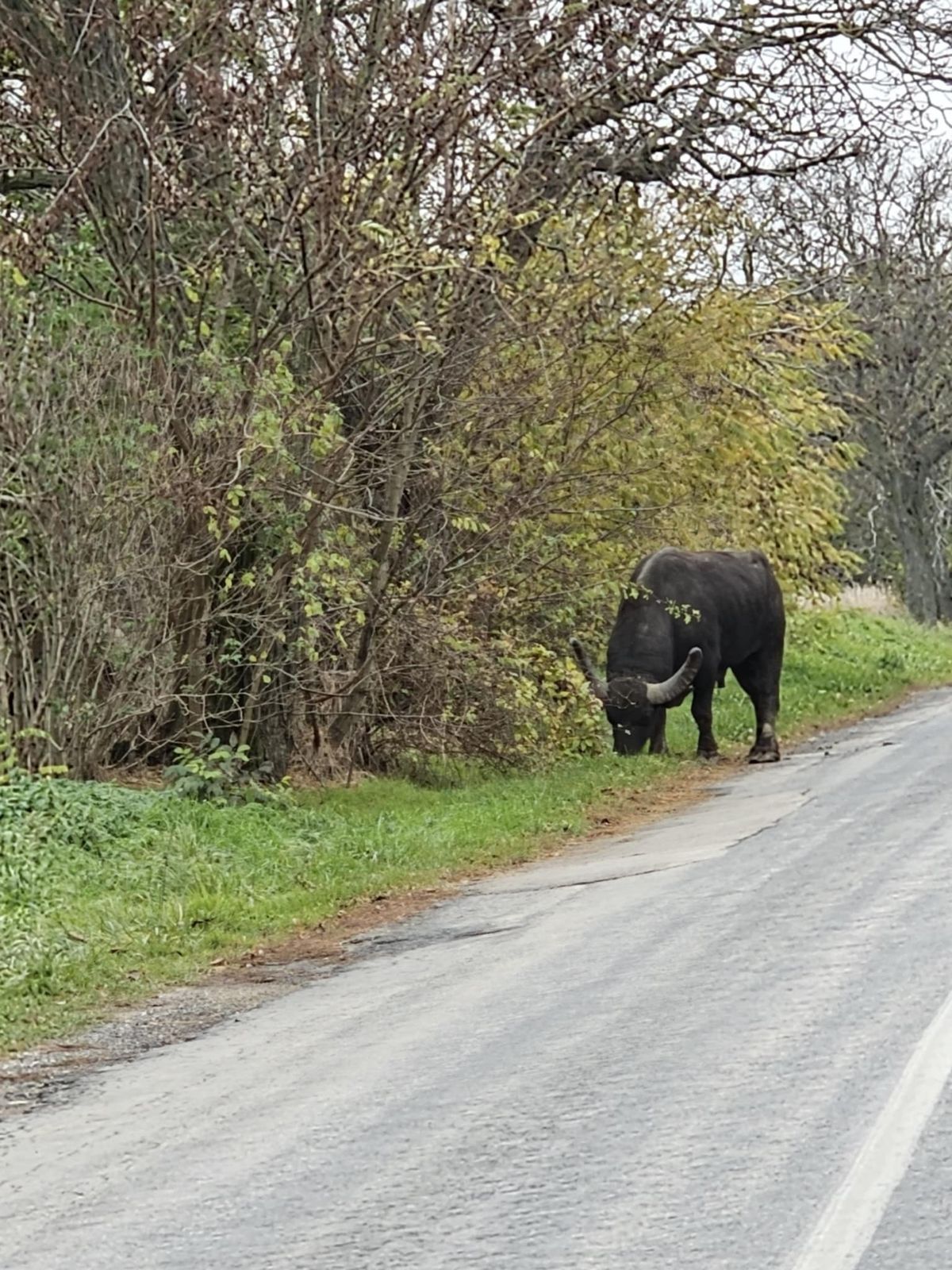 bivaly 1119 tarján vértestolna