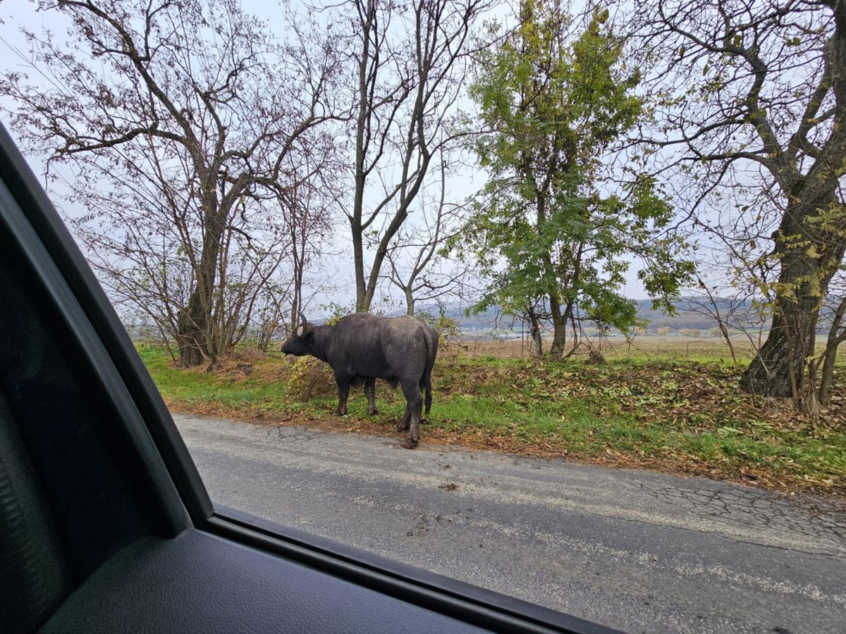 Egy hatalmas bivaly legelt békésen csütörtök reggel Tardos határában. A helyiek szerint a bajóti medve után most megvan a tardosi Minótaurosz. 