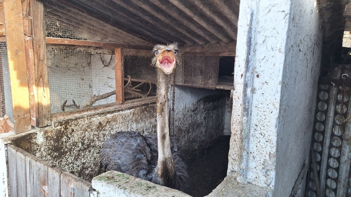 Az állatok és a gyerekek szeretete adta a tardosi állatsimogató ötletét. Nagy Gábor hivatásos tűzoltóként dolgozik, szabadnapjain pedig gyerekcsoportoknak mutatja meg a Strucckertben élő állatokat. 