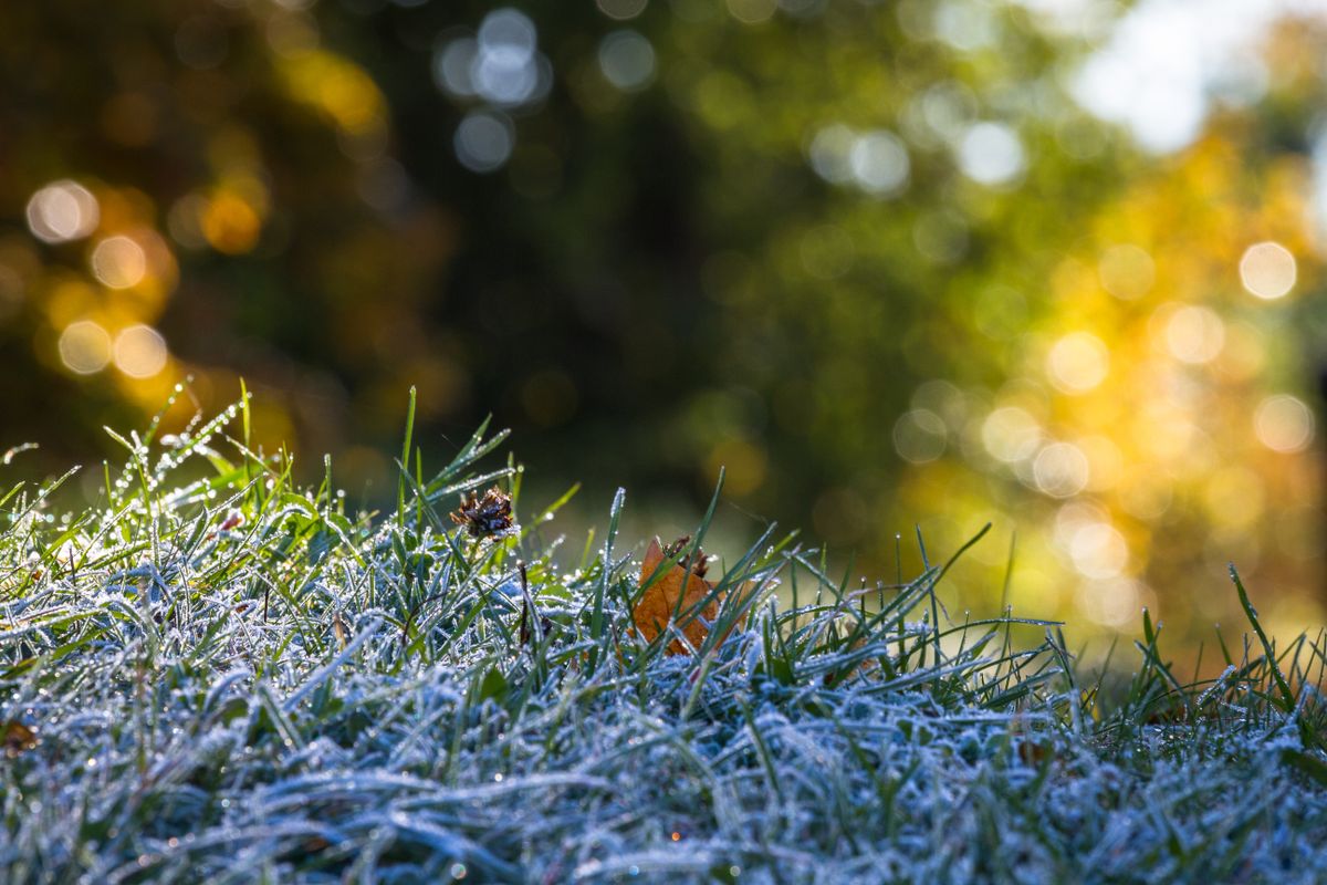 Frosted,Grass,In,Autumn, fagy, időjárás, fagyok, tél, reggeli fagy